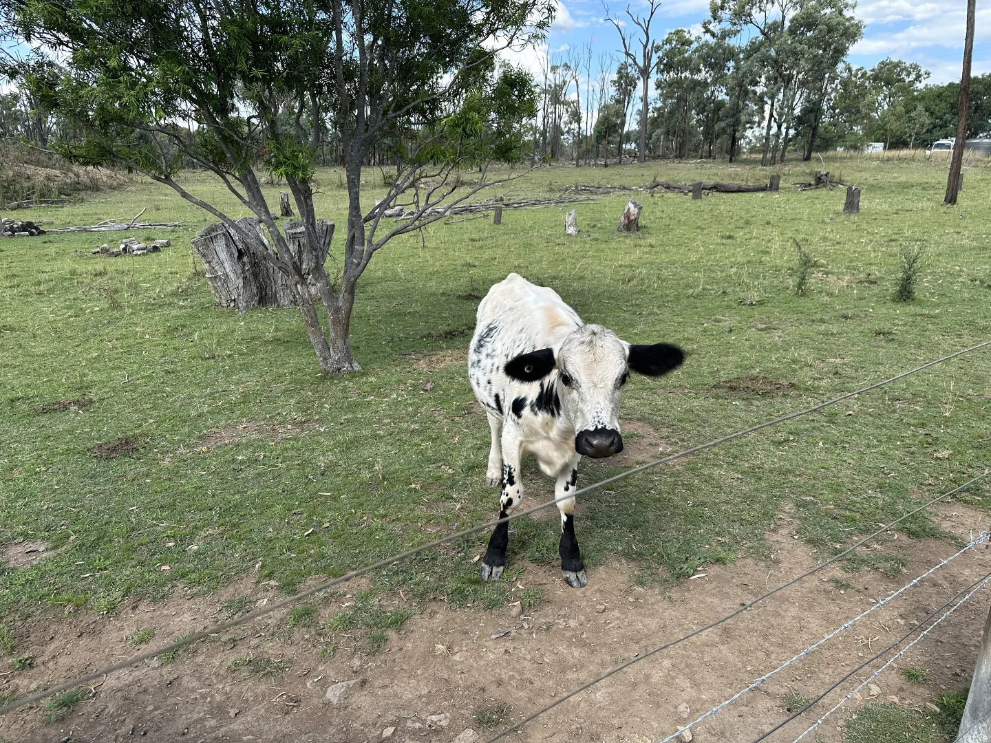 Additional image 24 of 8225 Toowoomba-Karara Road, Karara QLD 4352