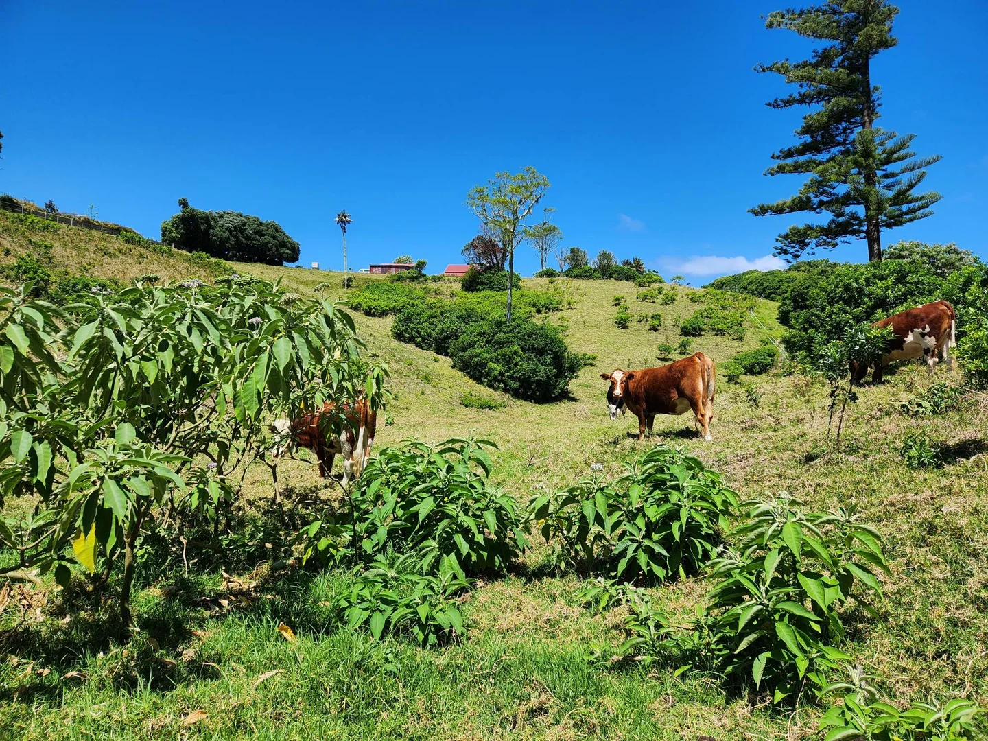 Additional image 3 of 36a10 Ferny Lane, Norfolk Island NSW 2899