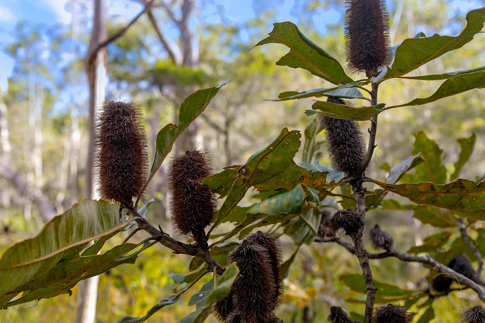 Additional image 10 of 40 Lakewood Drive, Peregian Beach QLD 4573