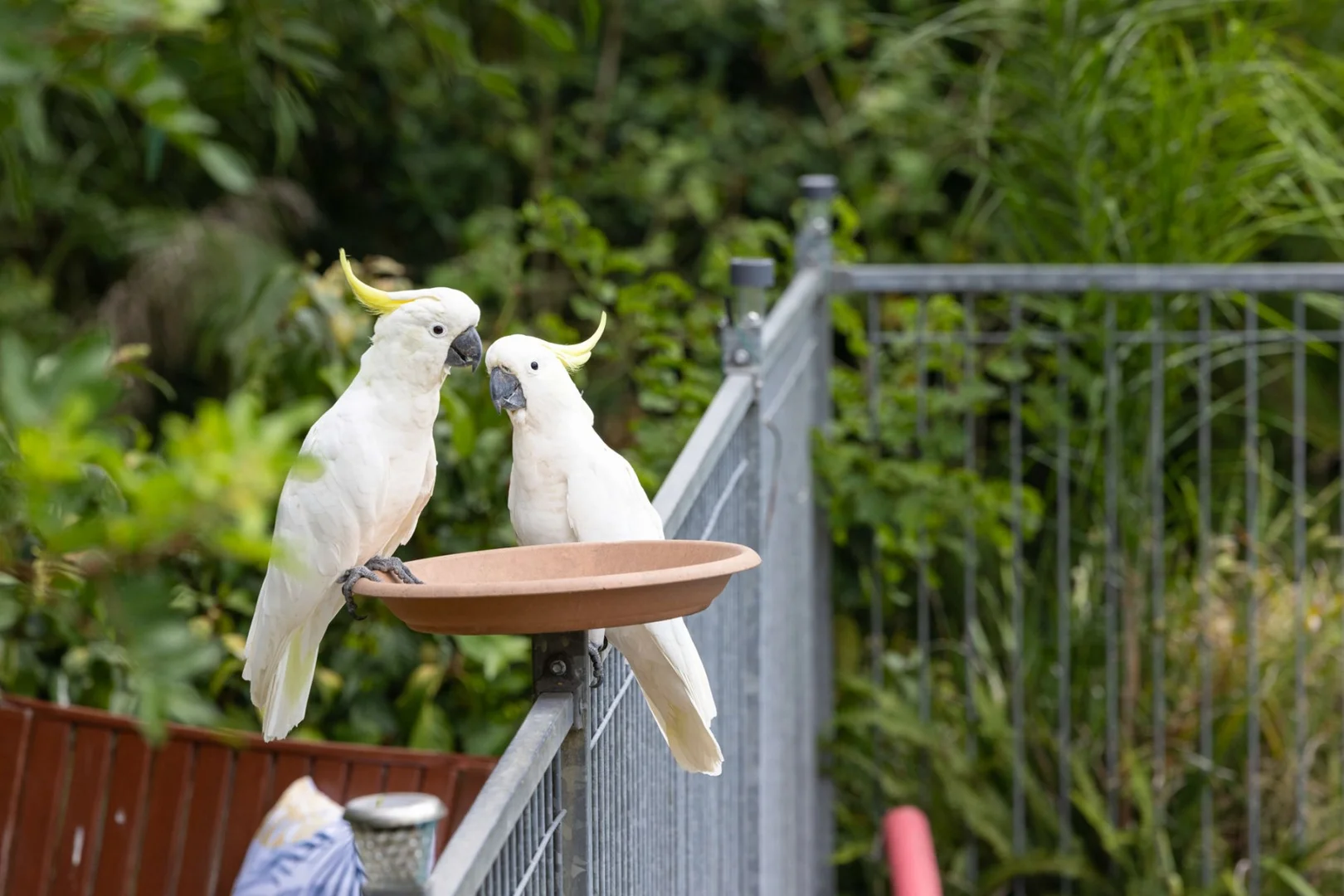 Additional image 8 of 2 Winchester Road, Little Mountain QLD 4551