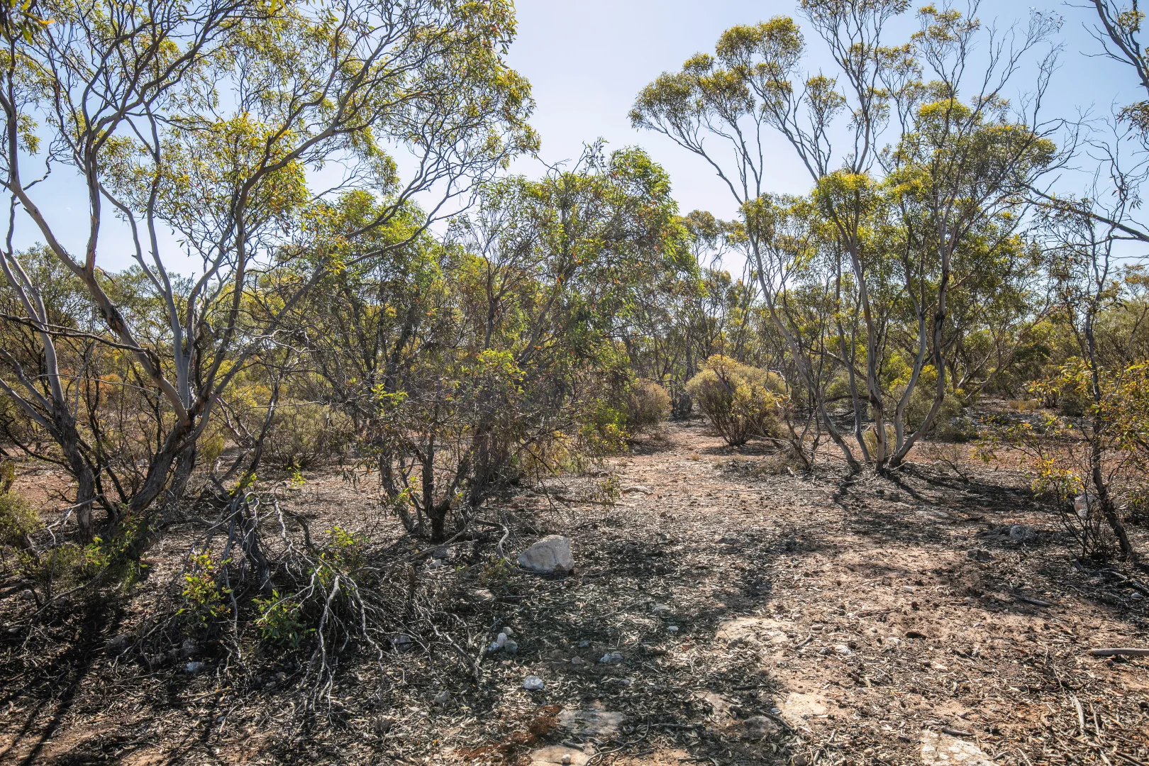 Additional image 9 of Lot 102 Green Road, Ettrick SA 5253