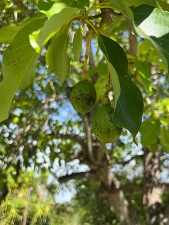 Additional image 30 of 6 Fielding Street, Gayndah QLD 4625