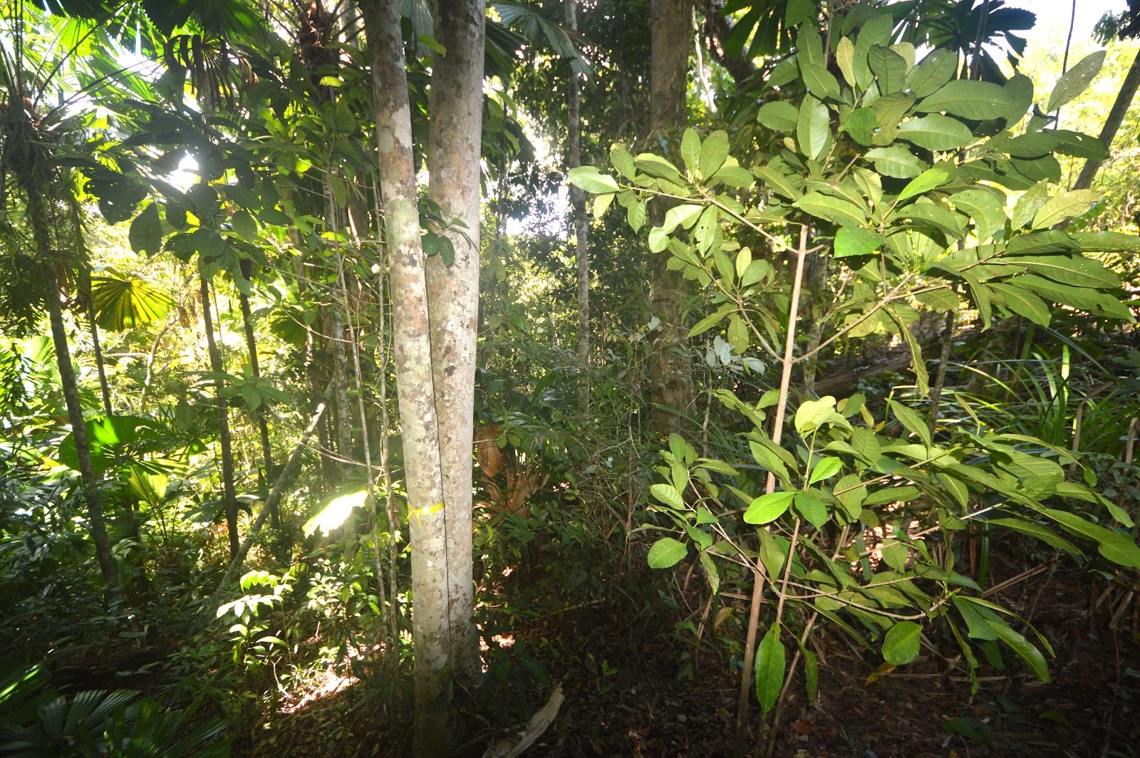 Additional image 11 of 51 Waterfall Place, Jubilee Heights QLD 4860