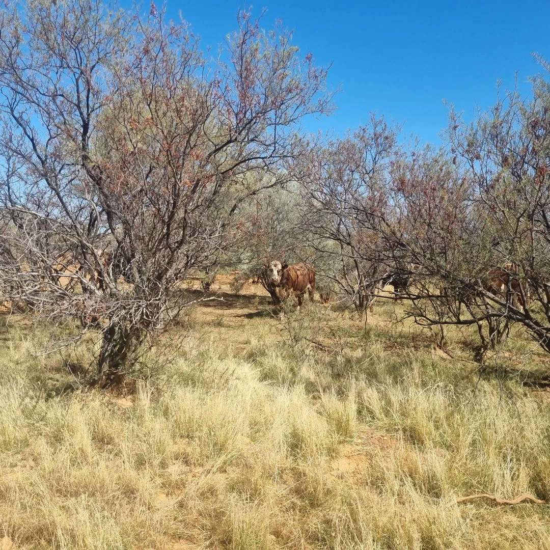 Koonmarra Station, Meekatharra WA 6642