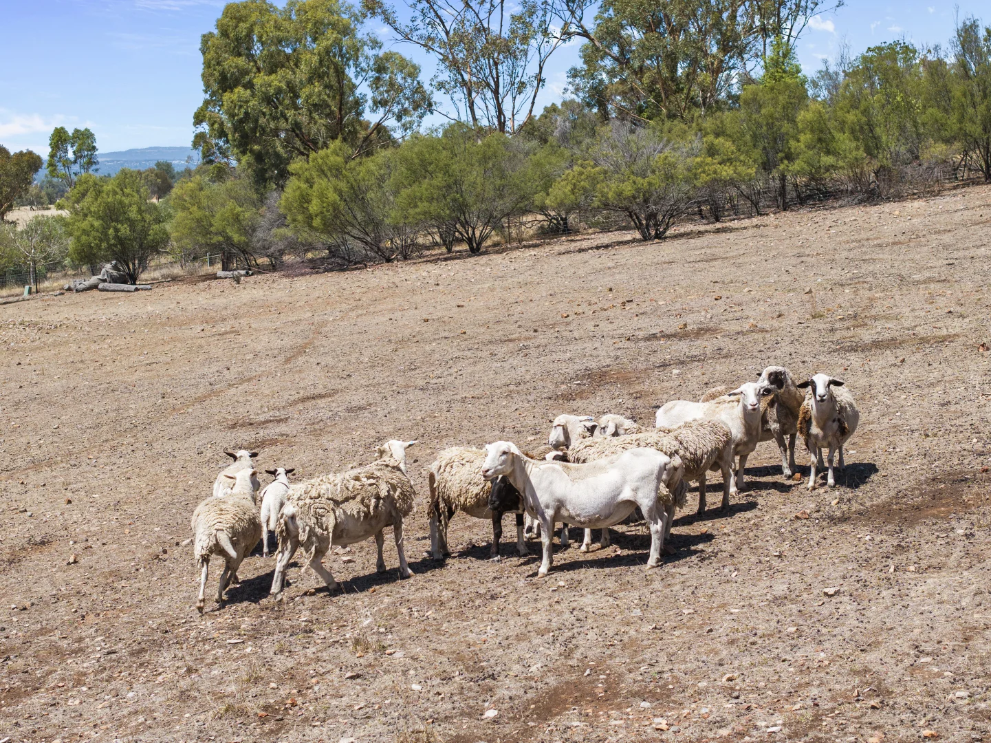 Additional image 29 of 59 McLartys Road, The Gap NSW 2650