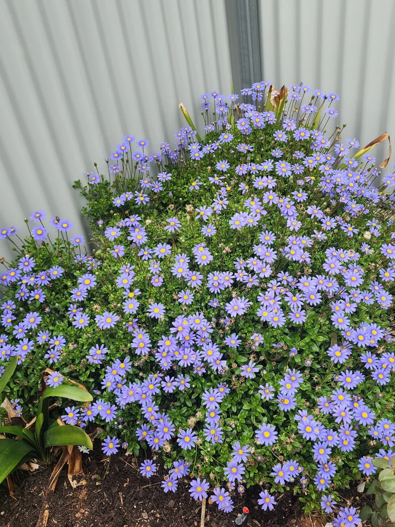 Additional image 26 of 340 Tohls Road, Booborowie SA 5417