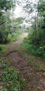 Additional image 17 of Lot 213 Kelly Road, Ellinjaa QLD 4886