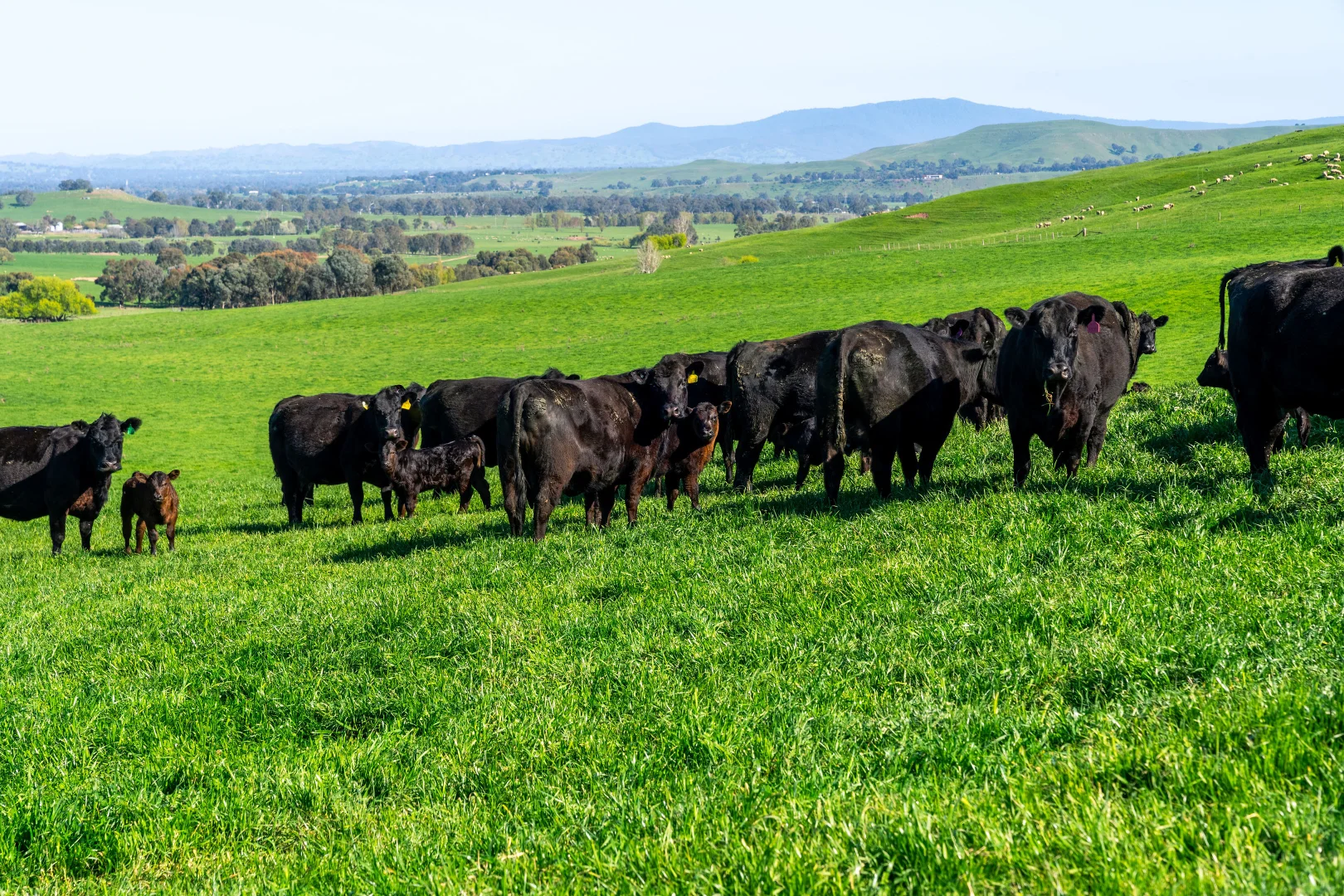 Additional image 28 of 95 Stoneys Road, Mansfield VIC 3722