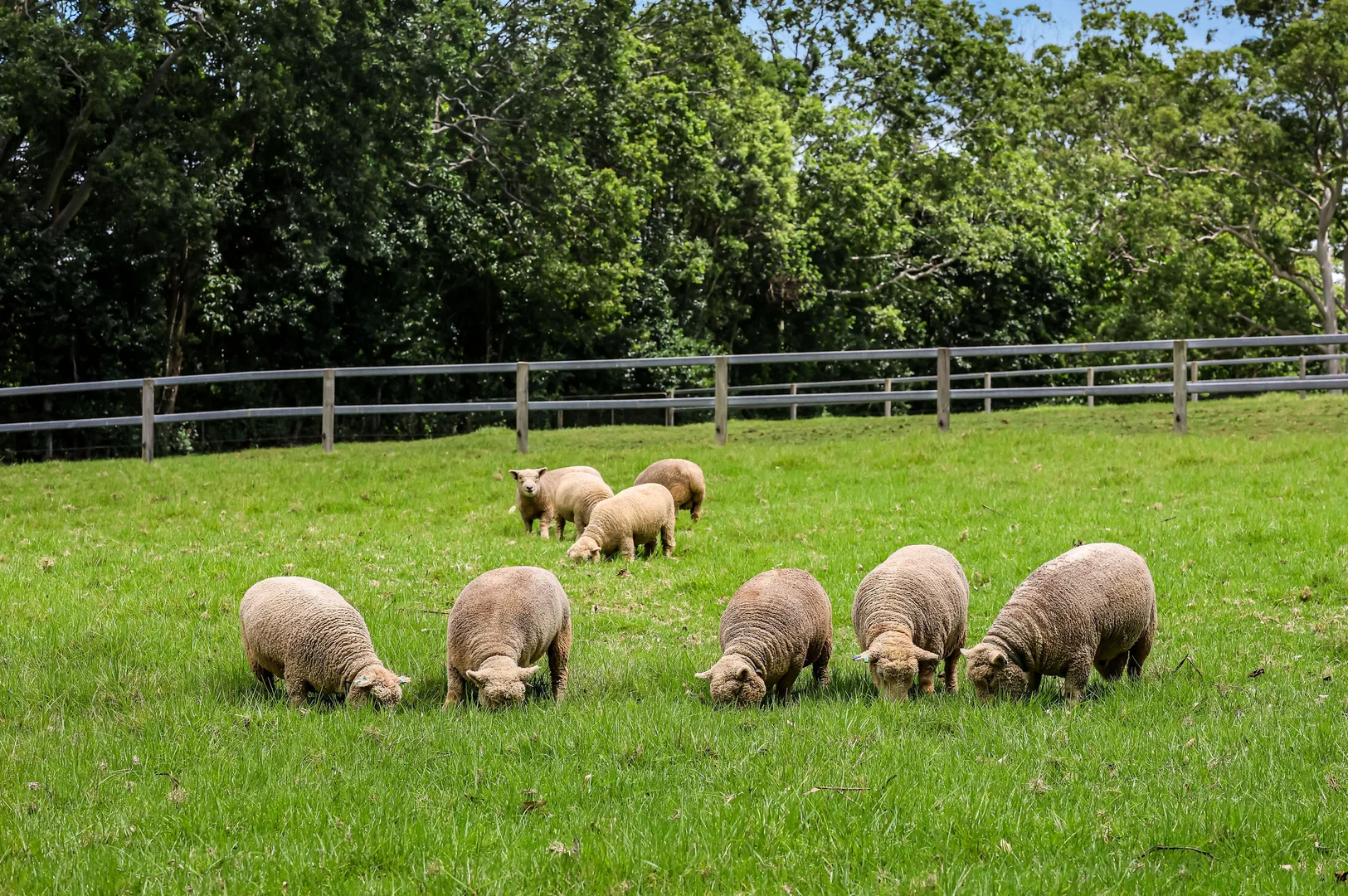 Additional image 7 of 22 Bartle Road, Tamborine Mountain QLD 4272