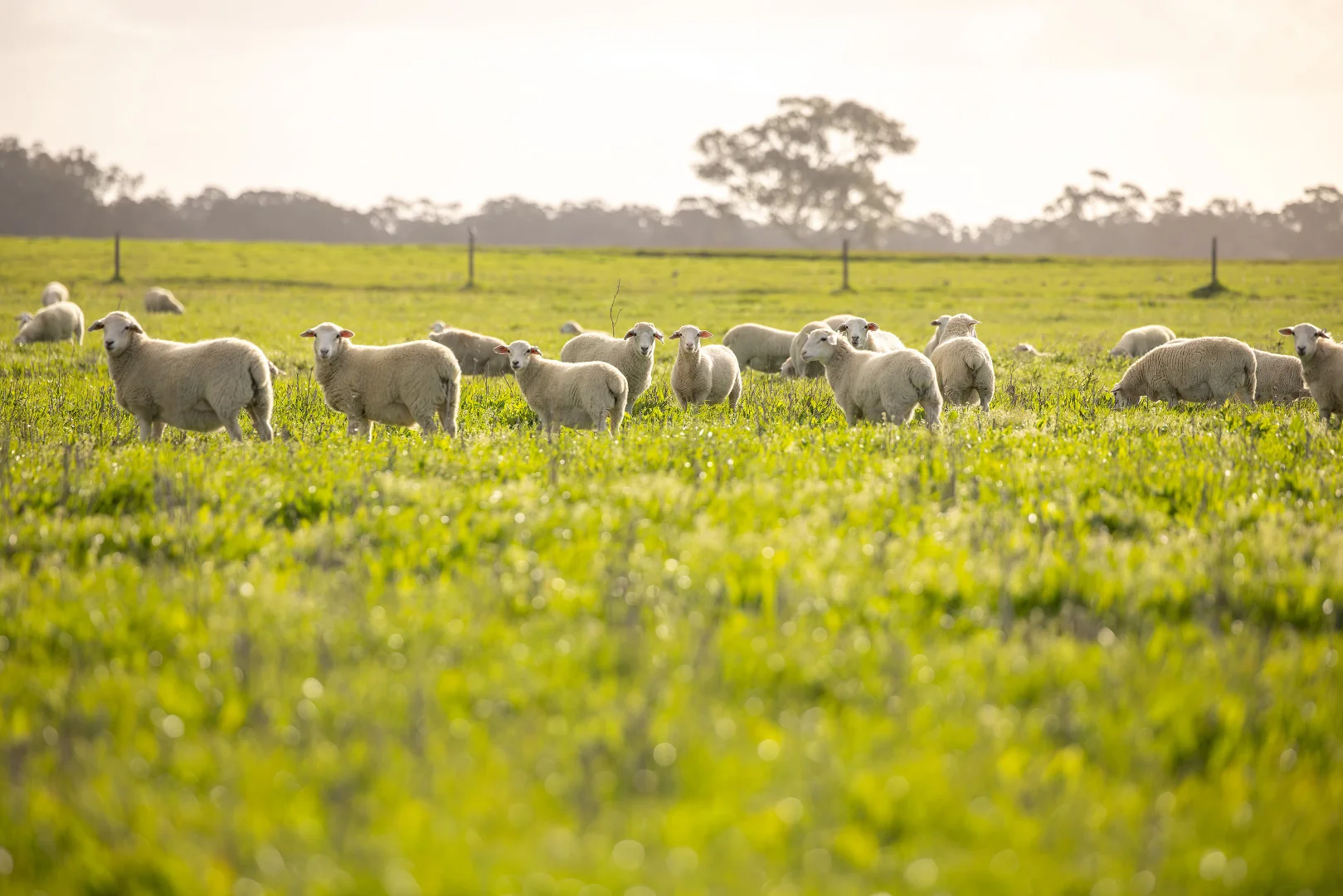 Additional image 18 of 546 Bool Lagoon West Road, Penola SA 5277