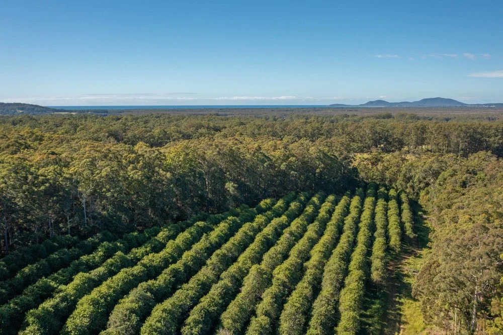 Additional image 3 of 137 Browns Road, Barraganyatti NSW 2441