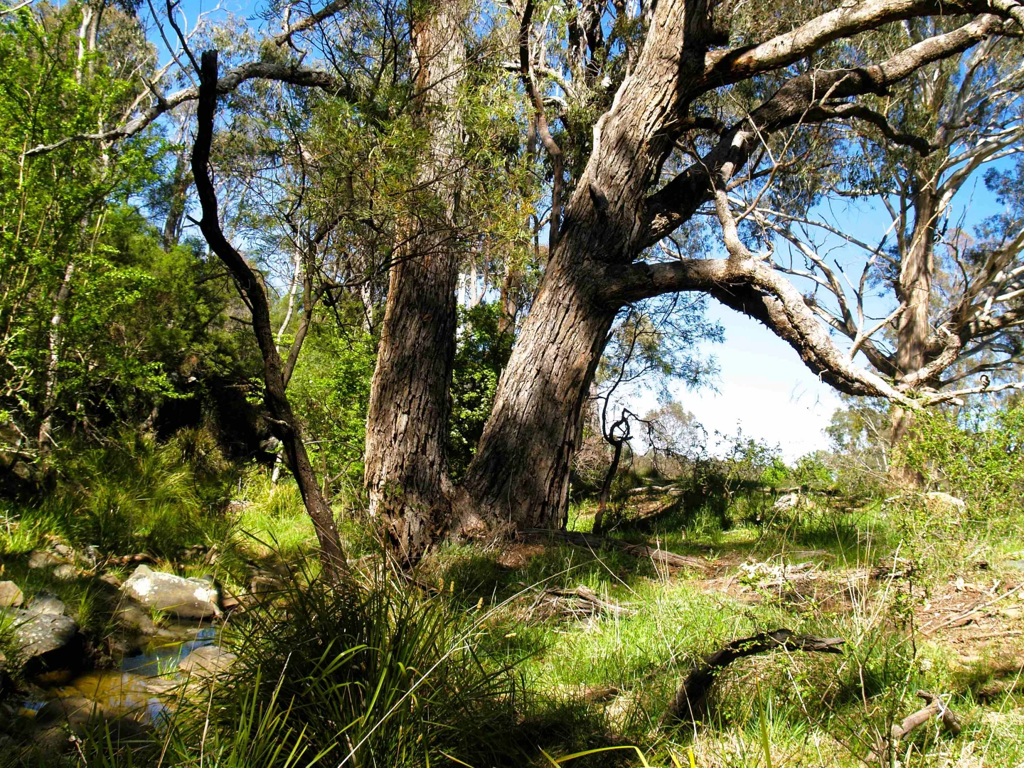 Additional image 23 of 198 Wurungul Lane, Gundaroo NSW 2620