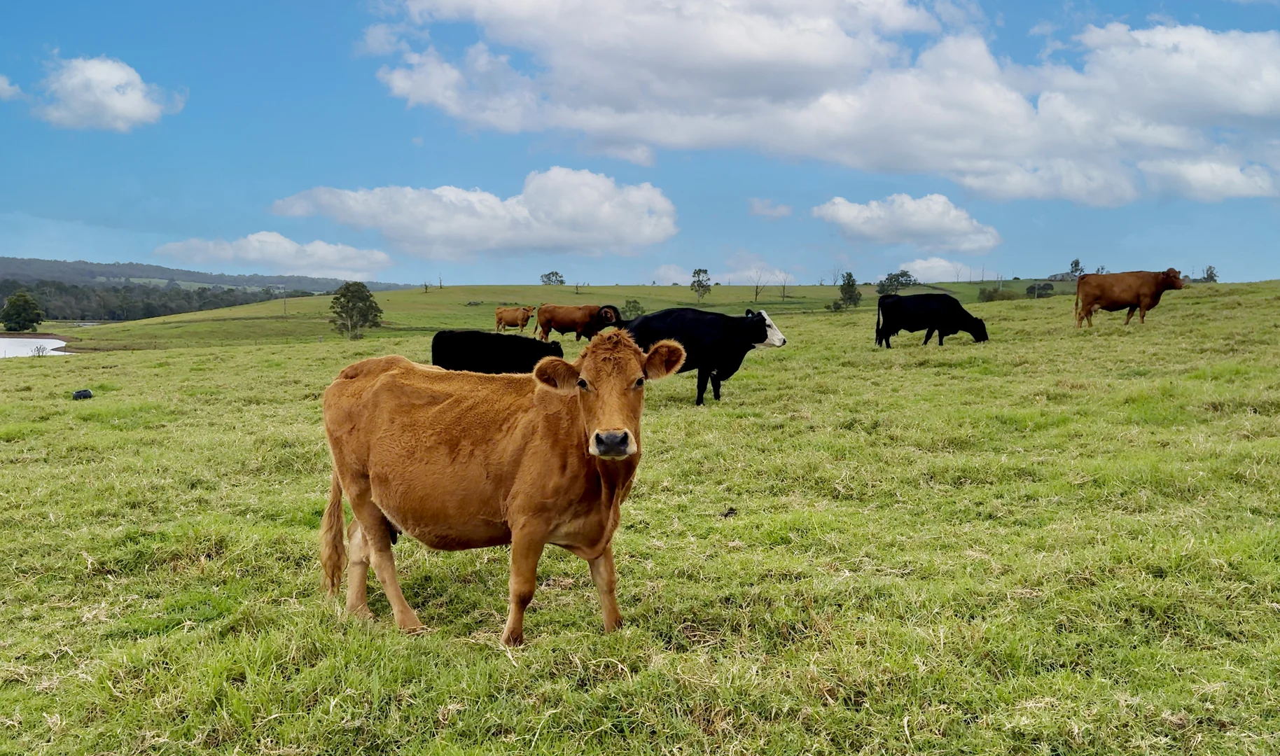 Additional image 44 of 95 Craigend Road, The Oaks NSW 2570