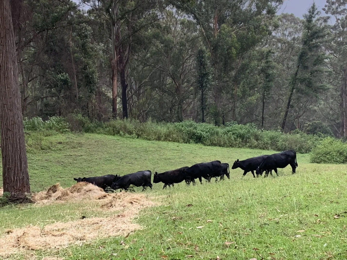 Additional image 30 of 65d Marden Lane, Kangaroo Valley NSW 2577