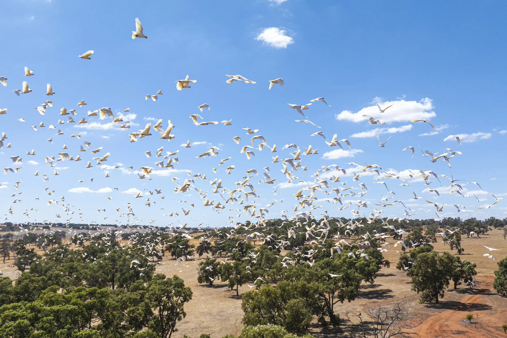 Additional image 25 of 1830 Rowes Road, Dandaragan WA 6507