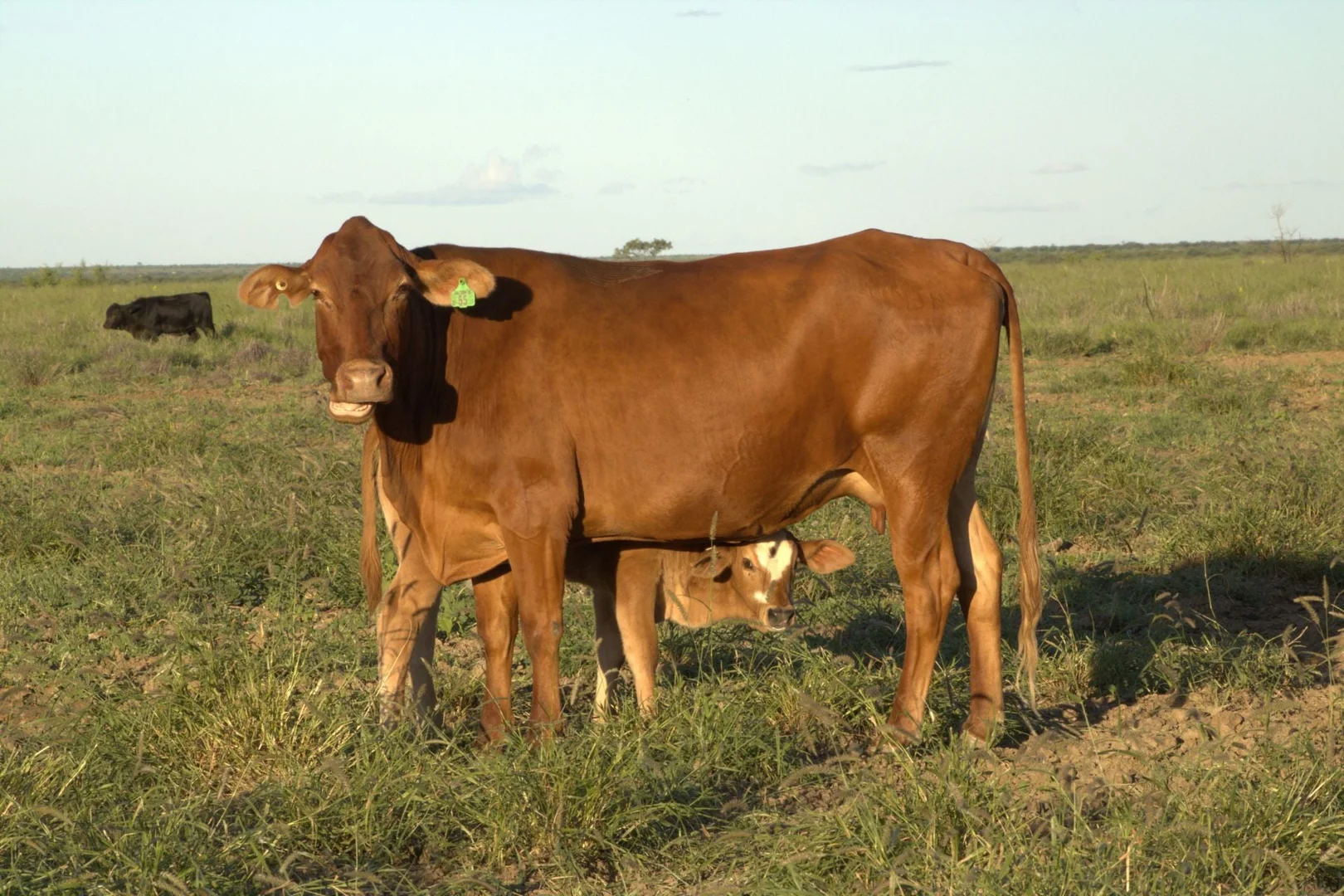 Additional image 11 of 1970 Saltern Creek Road, Barcaldine QLD 4725