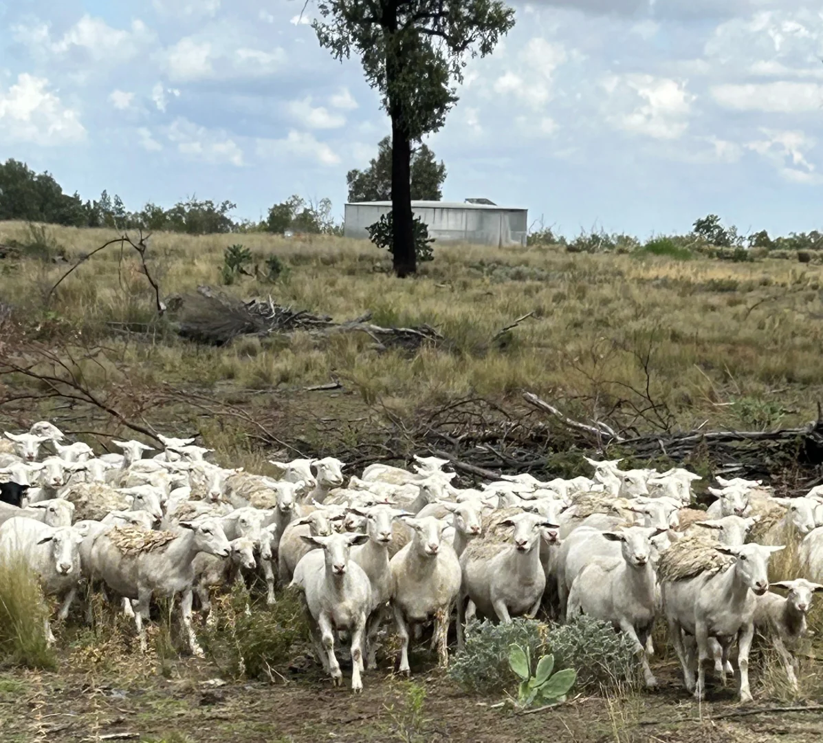 Additional image 35 of 2381. Killarney Gap Road, Narrabri NSW 2390