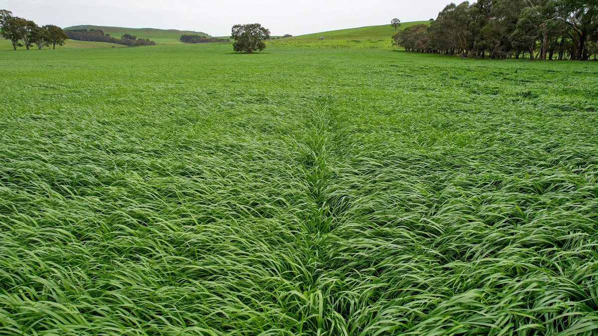 Additional image 15 of 649 Coleraine - Balmoral Road, Wootong Vale VIC 3315