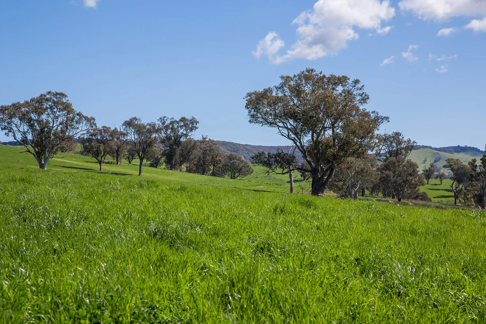 Additional image 16 of Holbrook NSW 2644
