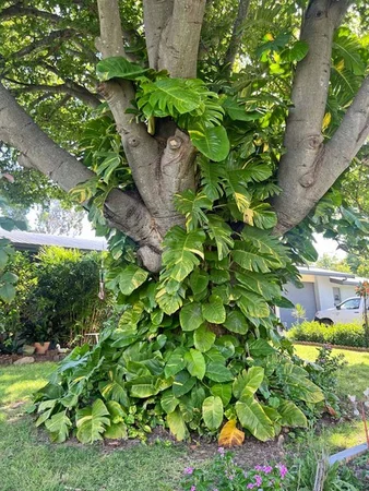 Additional image 32 of 6 Fielding Street, Gayndah QLD 4625