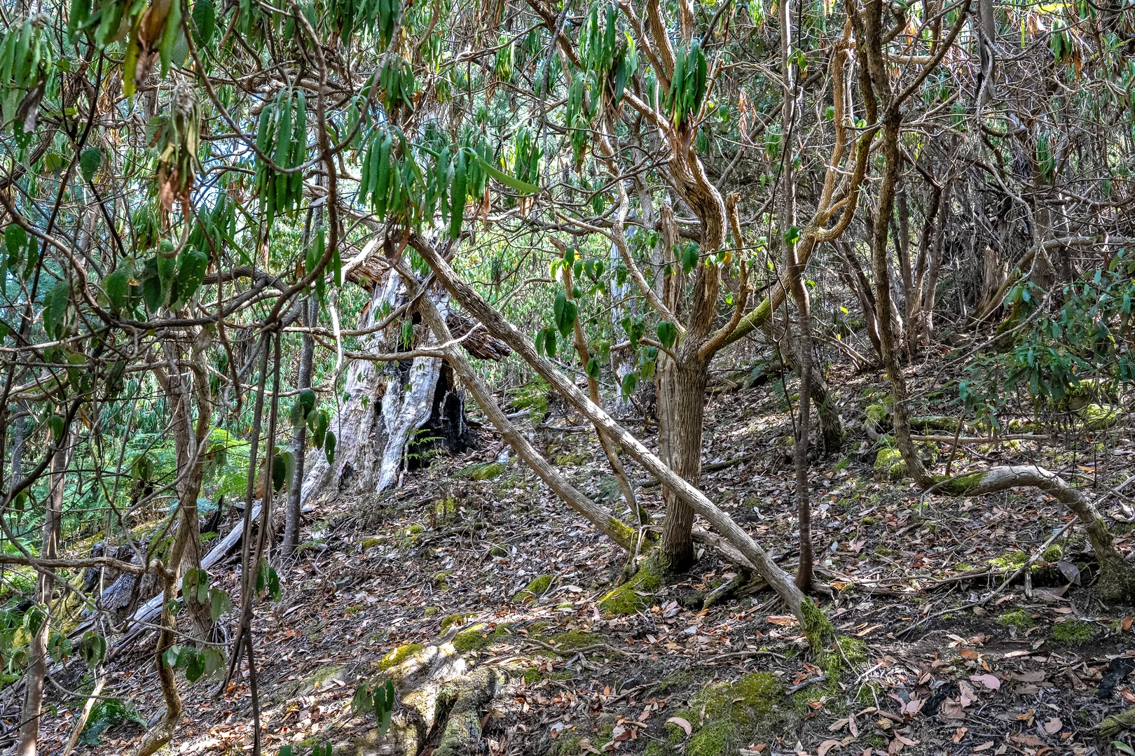 Additional image 38 of 1 Douglas Road, Molesworth TAS 7140