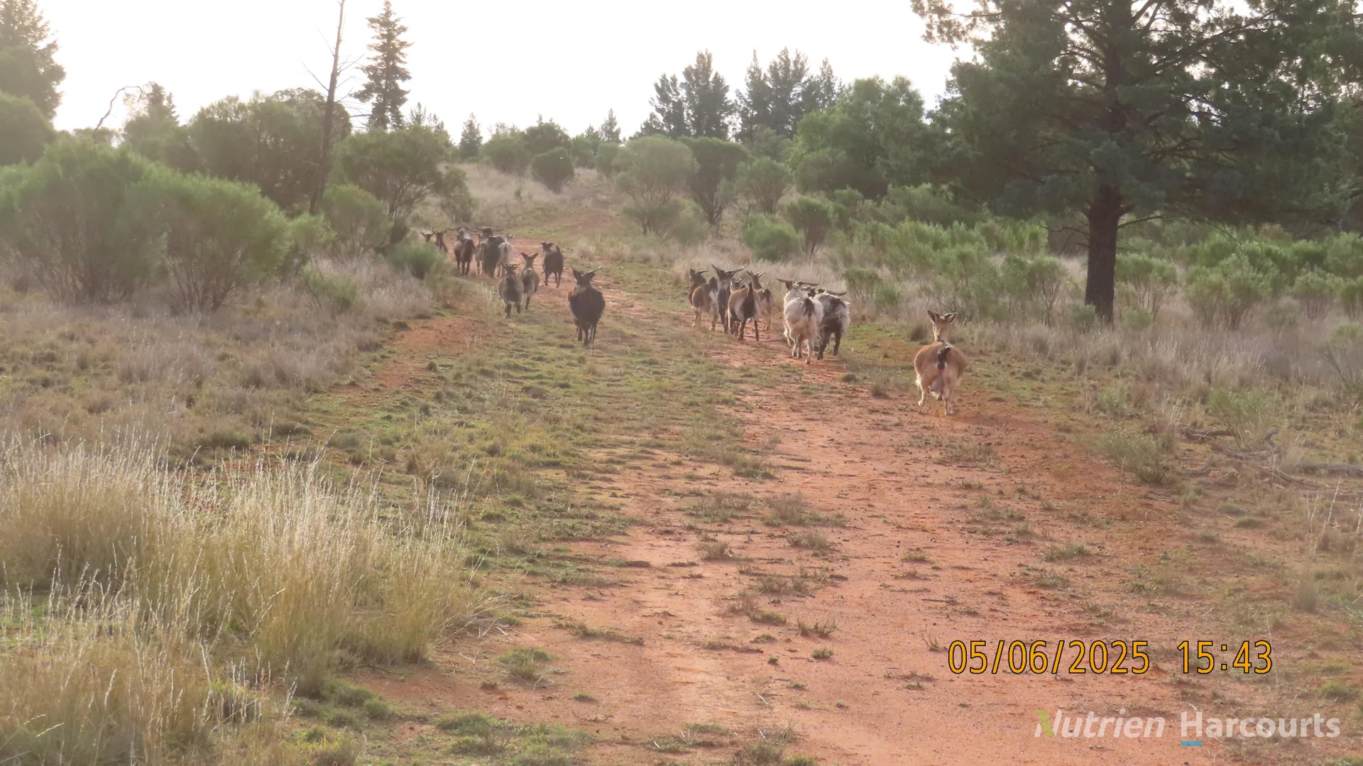 Additional image 3 of * YARRANVALE, Nymagee NSW 2831