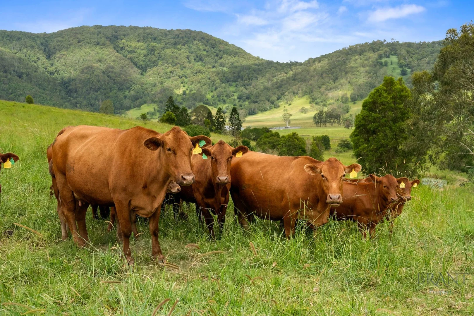 380 Eastern Mary River Road, Conondale QLD 4552