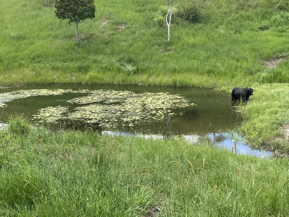 Additional image 11 of 558 Marlborough-Sarina Road, Sarina QLD 4737