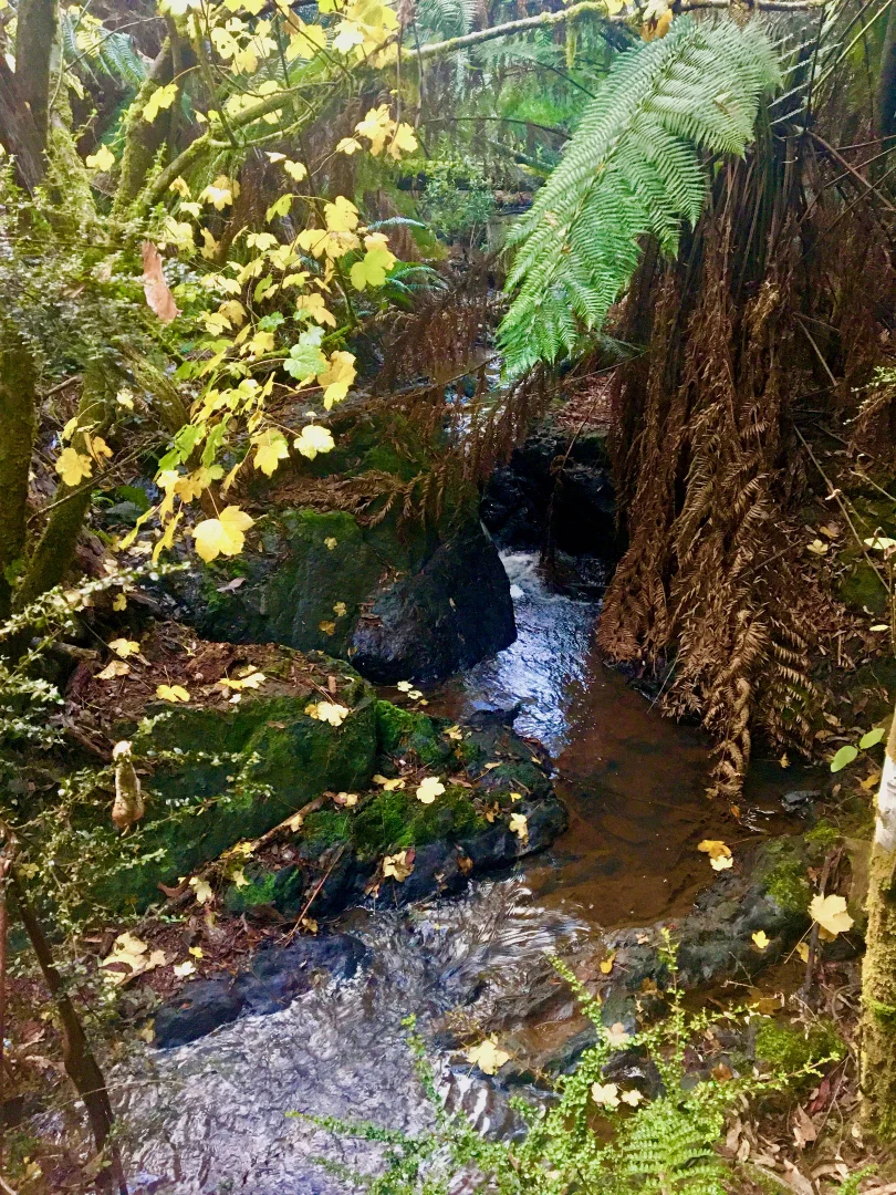 Additional image 16 of 470 Allison Rd, North Motton TAS 7315