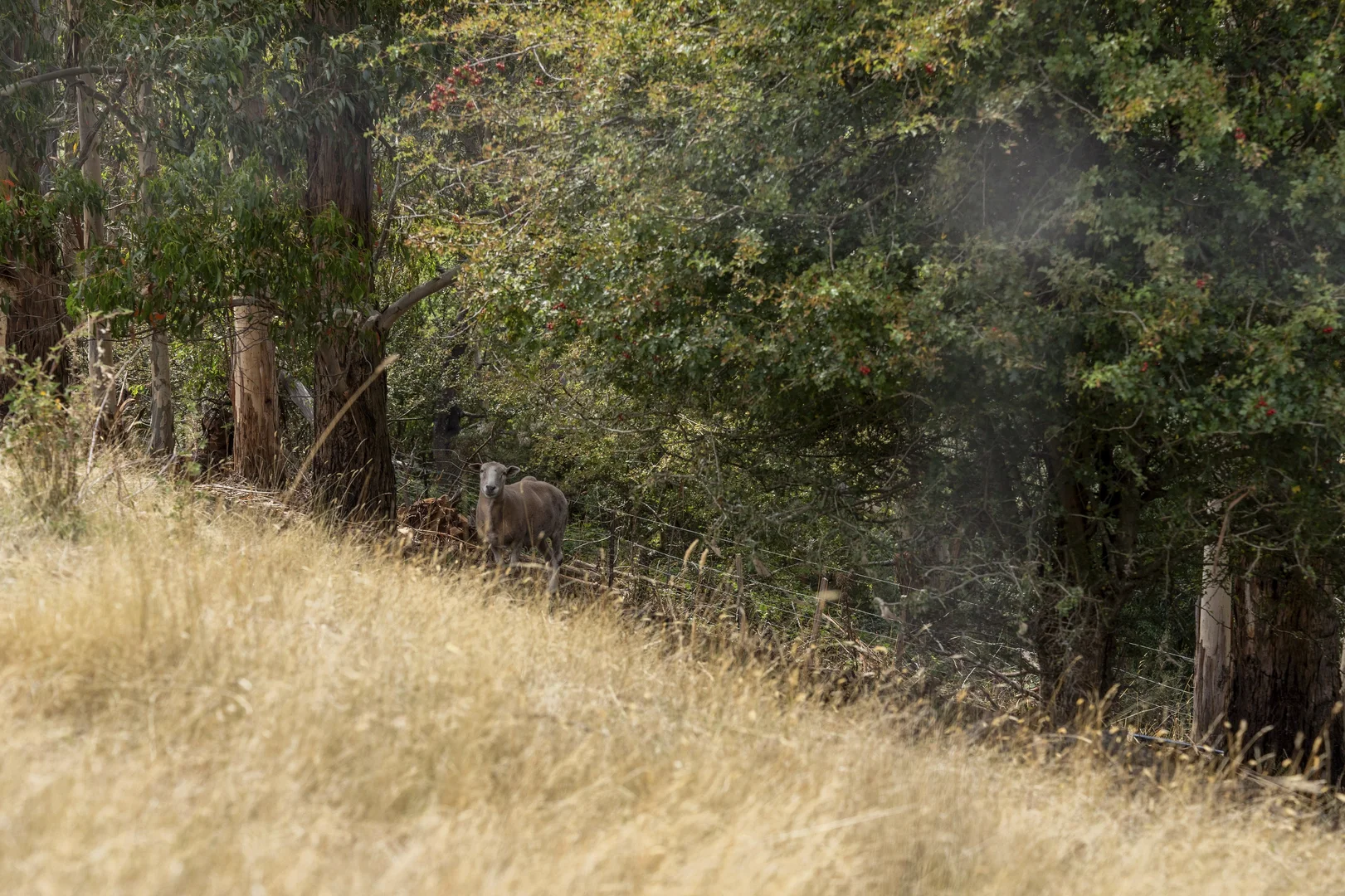 Additional image 32 of 309 Paradise Road, Paradise TAS 7306