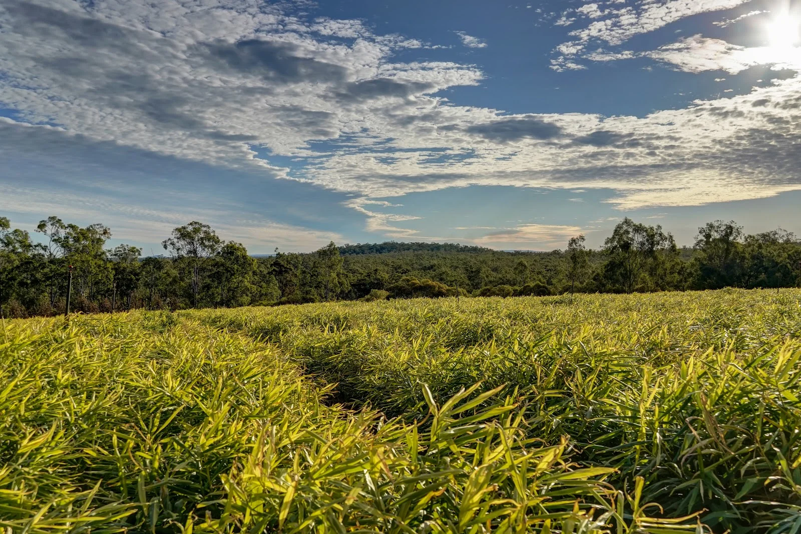 Additional image 20 of 63 Griggs Road, Eureka QLD 4660