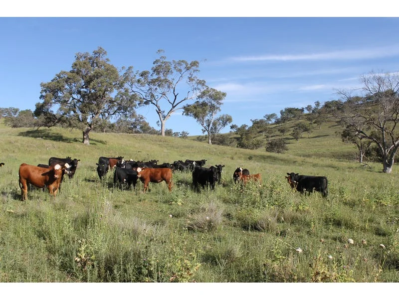 Additional image 9 of Golden Highway, Cassilis NSW 2329