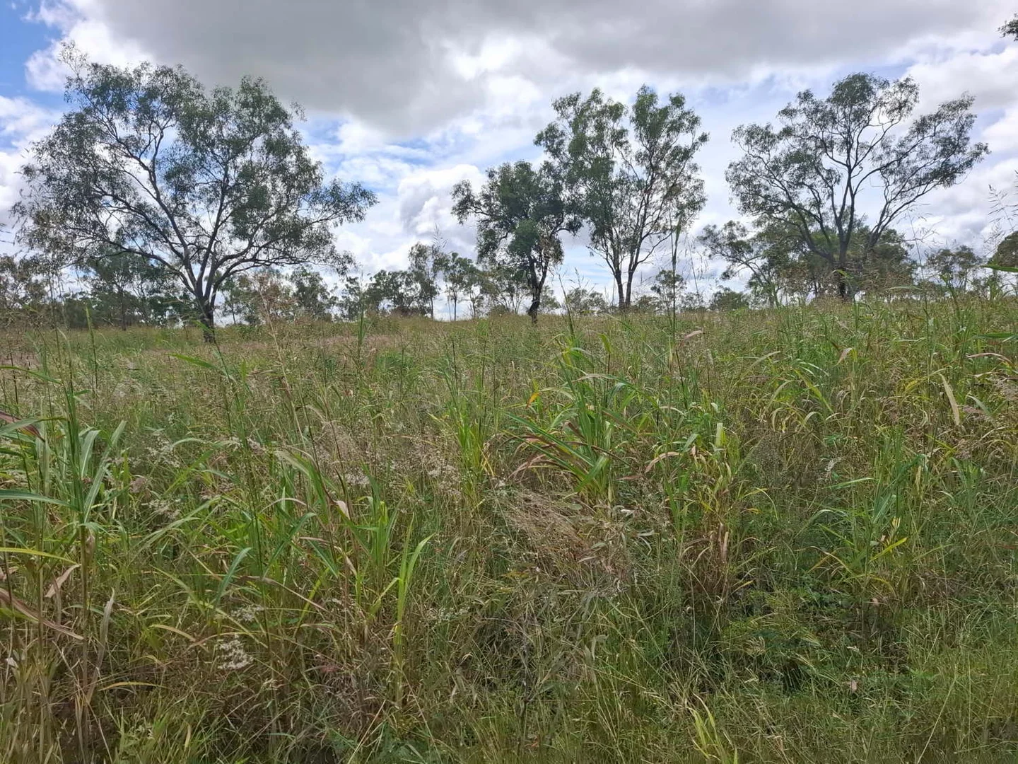 Additional image 27 of 124 Lee Farm Road, Bushley QLD 4702