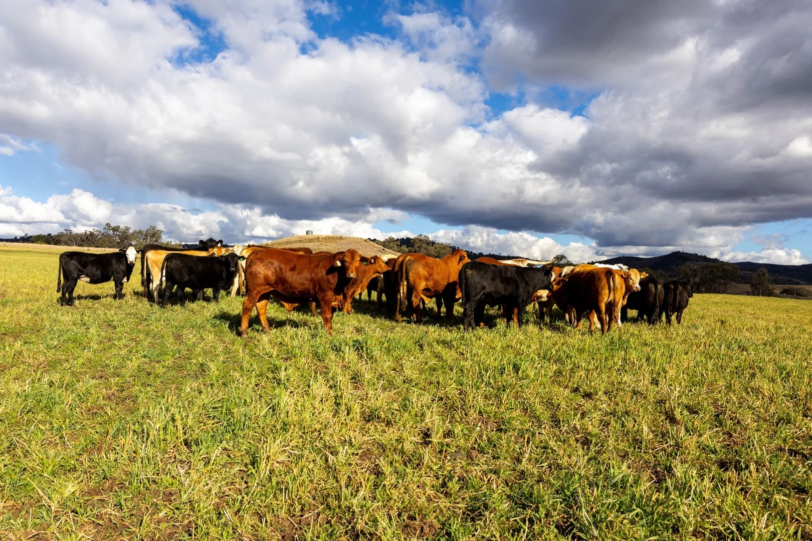 Additional image 5 of 643 Silvermines Road, Inverell NSW 2360