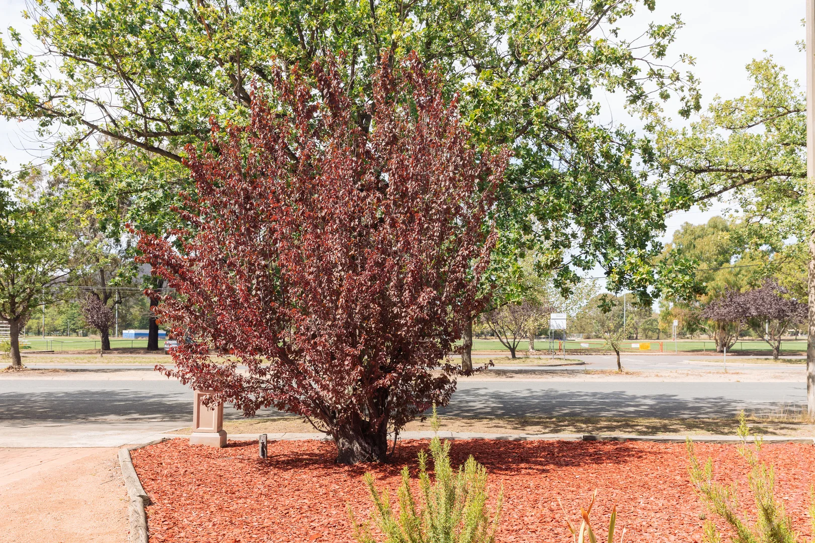 Additional image 25 of 159 Antill Street, Downer ACT 2602