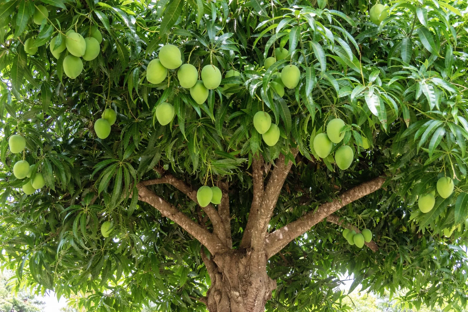 Additional image 20 of 47 Oakhole Road, Goondiwindi QLD 4390