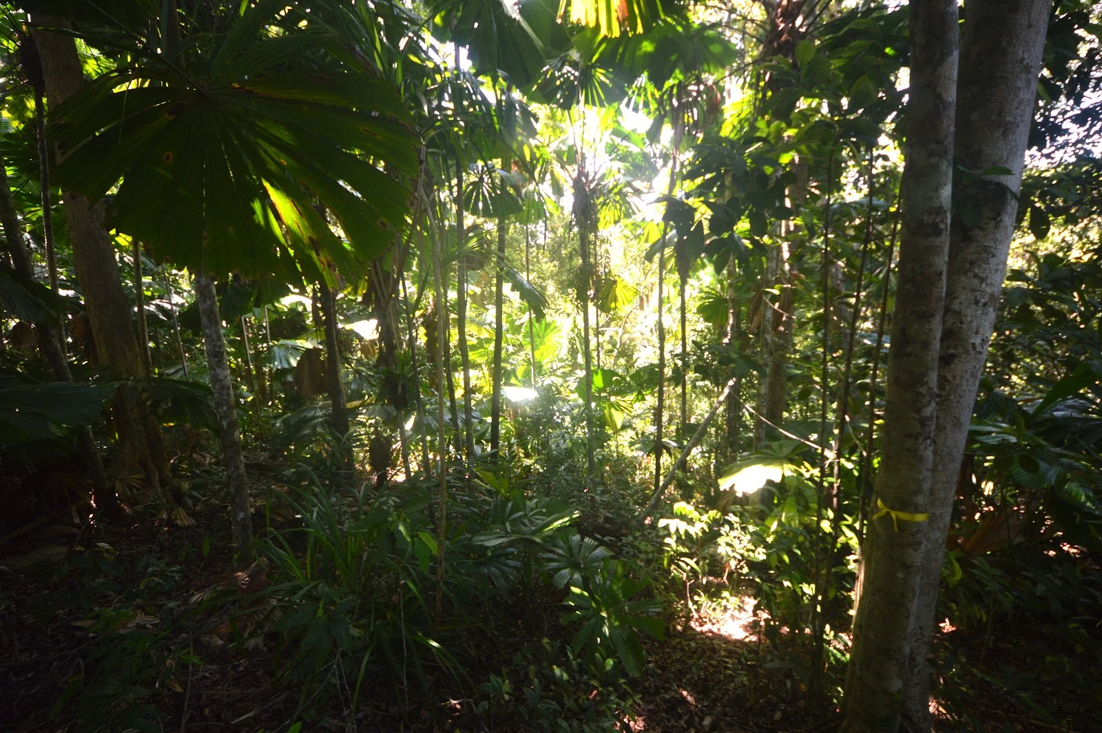 Additional image 10 of 51 Waterfall Place, Jubilee Heights QLD 4860