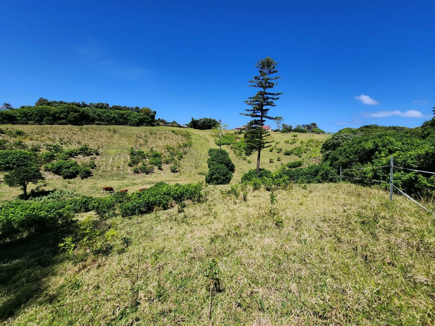 Additional image 2 of 36a10 Ferny Lane, Norfolk Island NSW 2899