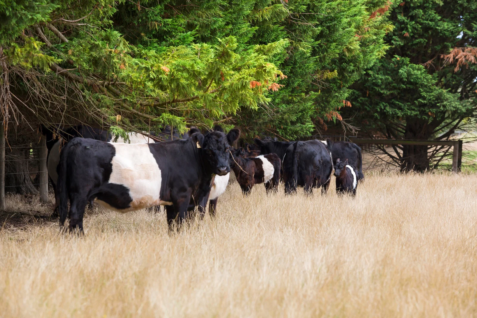 Additional image 21 of 271 Mornington Tyabb Road, Moorooduc VIC 3933