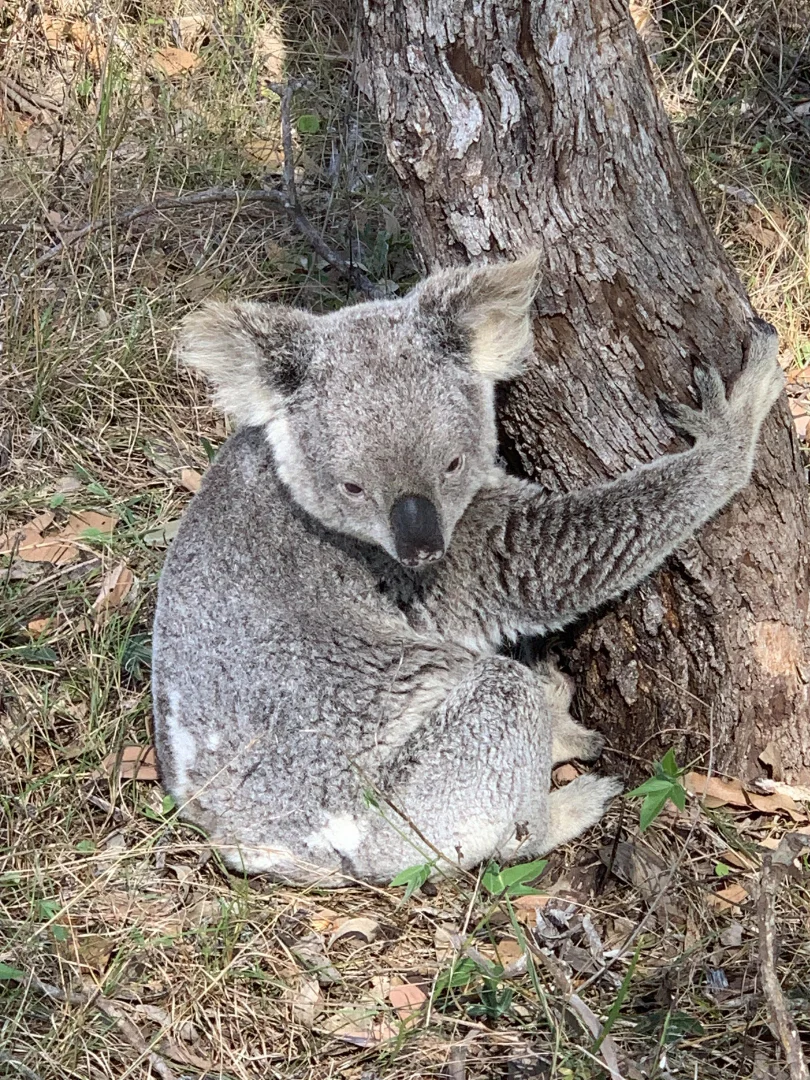 Additional image 21 of Glastonbury QLD 4570