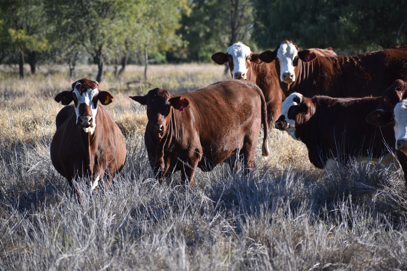 Additional image 8 of " Northam", Wyandra QLD 4489
