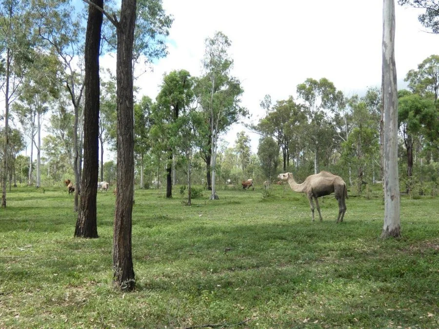 Additional image 7 of 277 Bushlands Road, Bororen QLD 4678