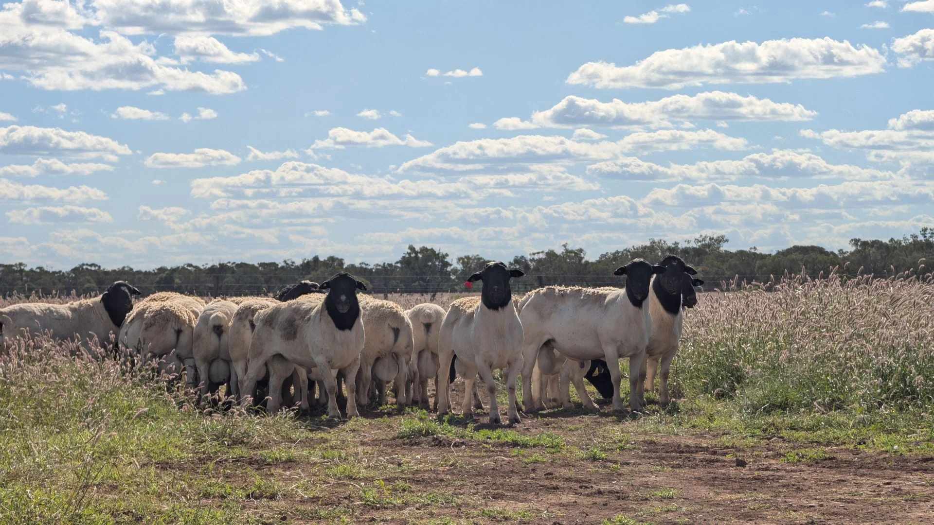 Additional image 19 of 1970 Saltern Creek Road, Barcaldine QLD 4725