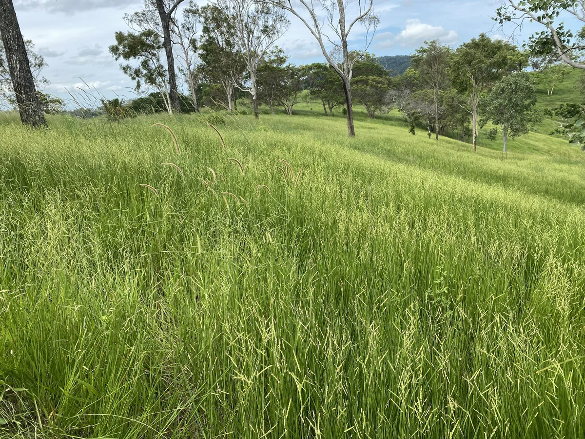 Additional image 17 of 558 Marlborough-Sarina Road, Sarina QLD 4737