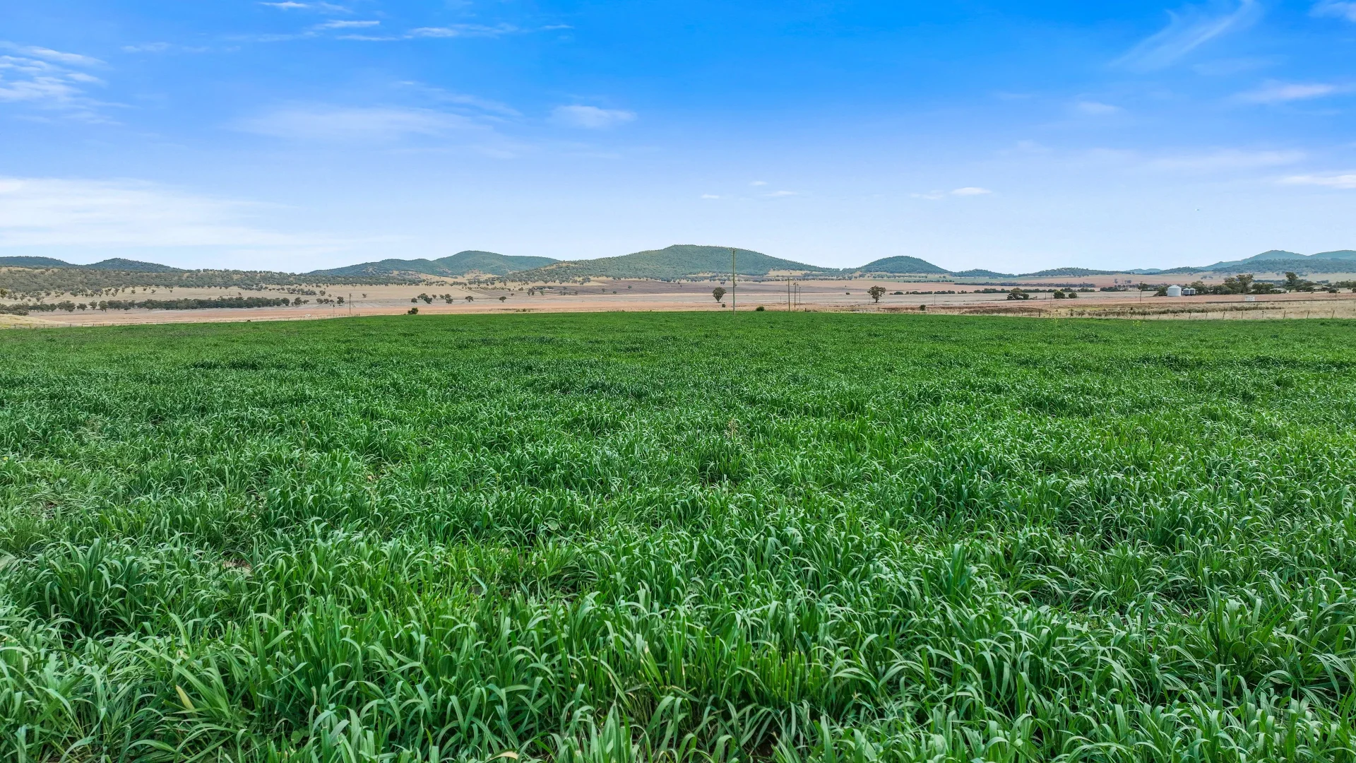 Additional image 11 of "Hillside"/22 Jones, Werris Creek NSW 2341