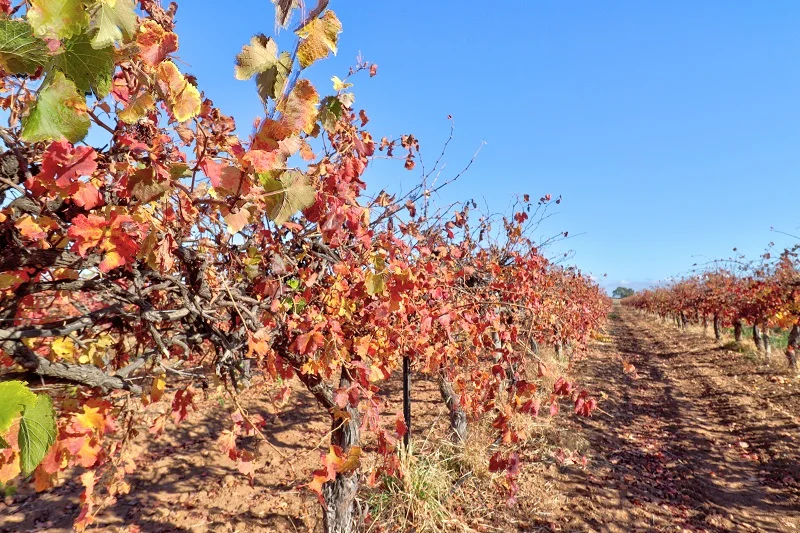 Additional image 5 of 232 Arnold Coats Road, Cobdogla SA 5346