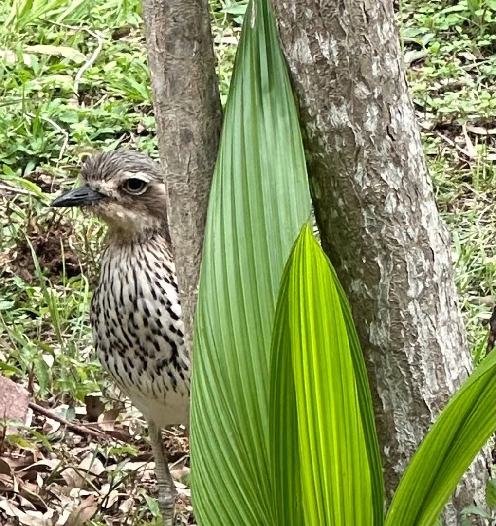 Additional image 23 of 118 LUCAS DRIVE, Lamb Island QLD 4184