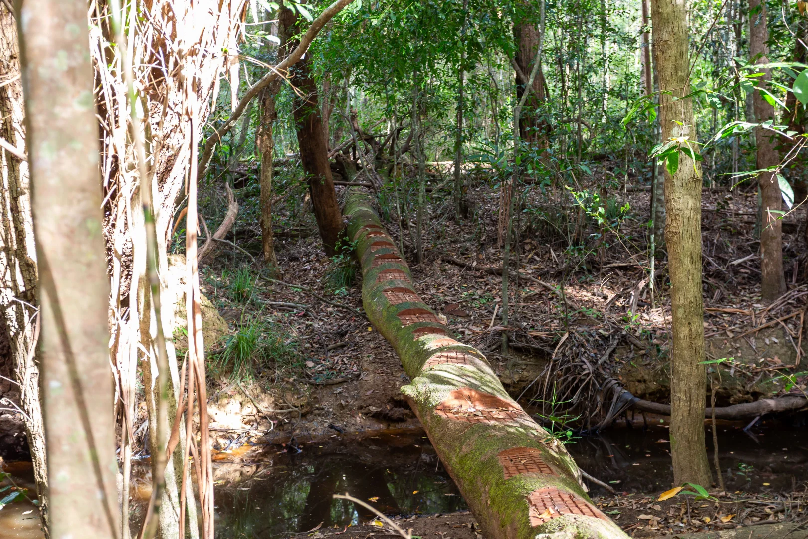 Additional image 42 of 245 Highfield Rise, Pomona QLD 4568