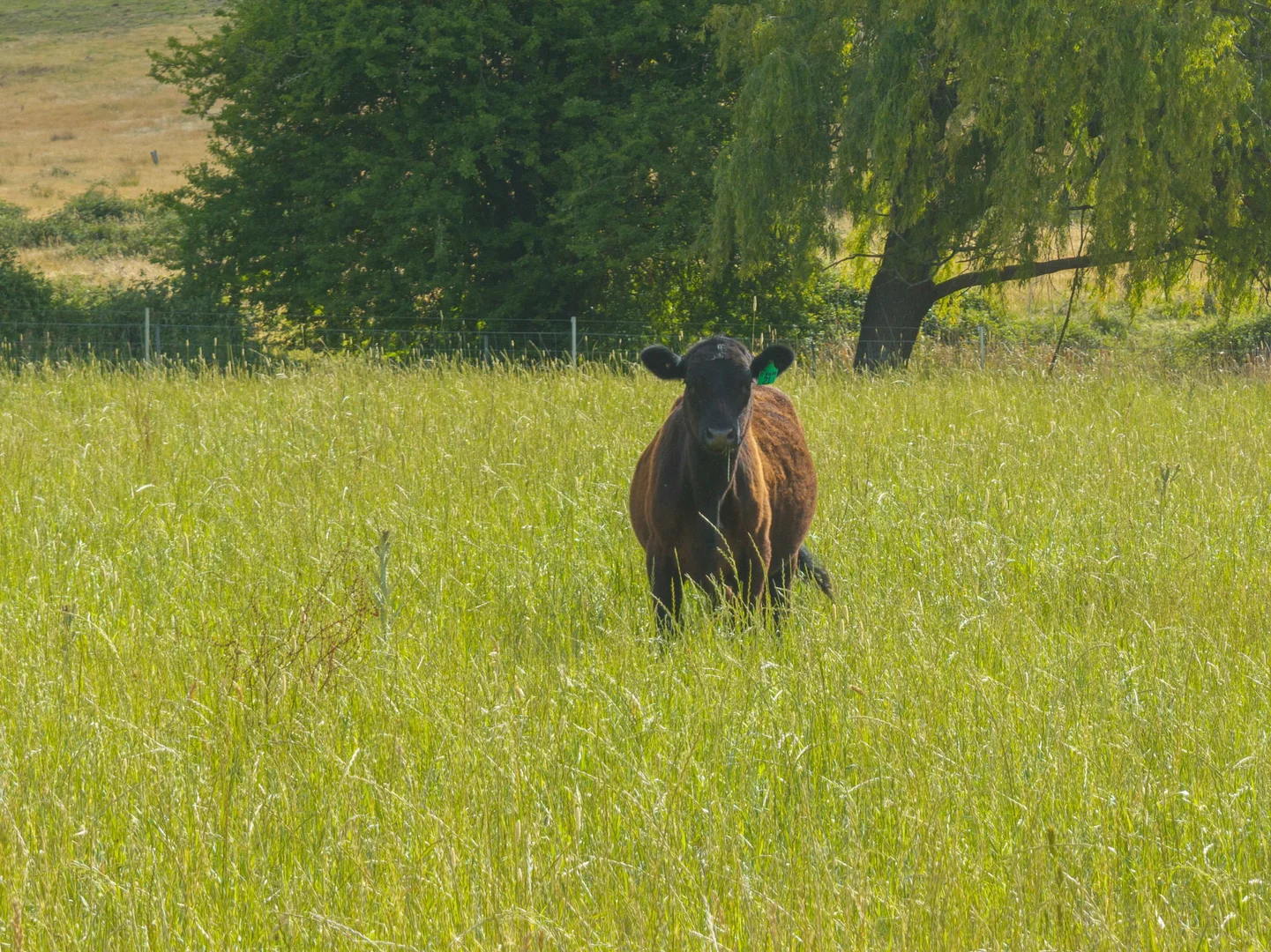 Additional image 7 of 2025 Rugby Road, Frogmore Via, Boorowa NSW 2586
