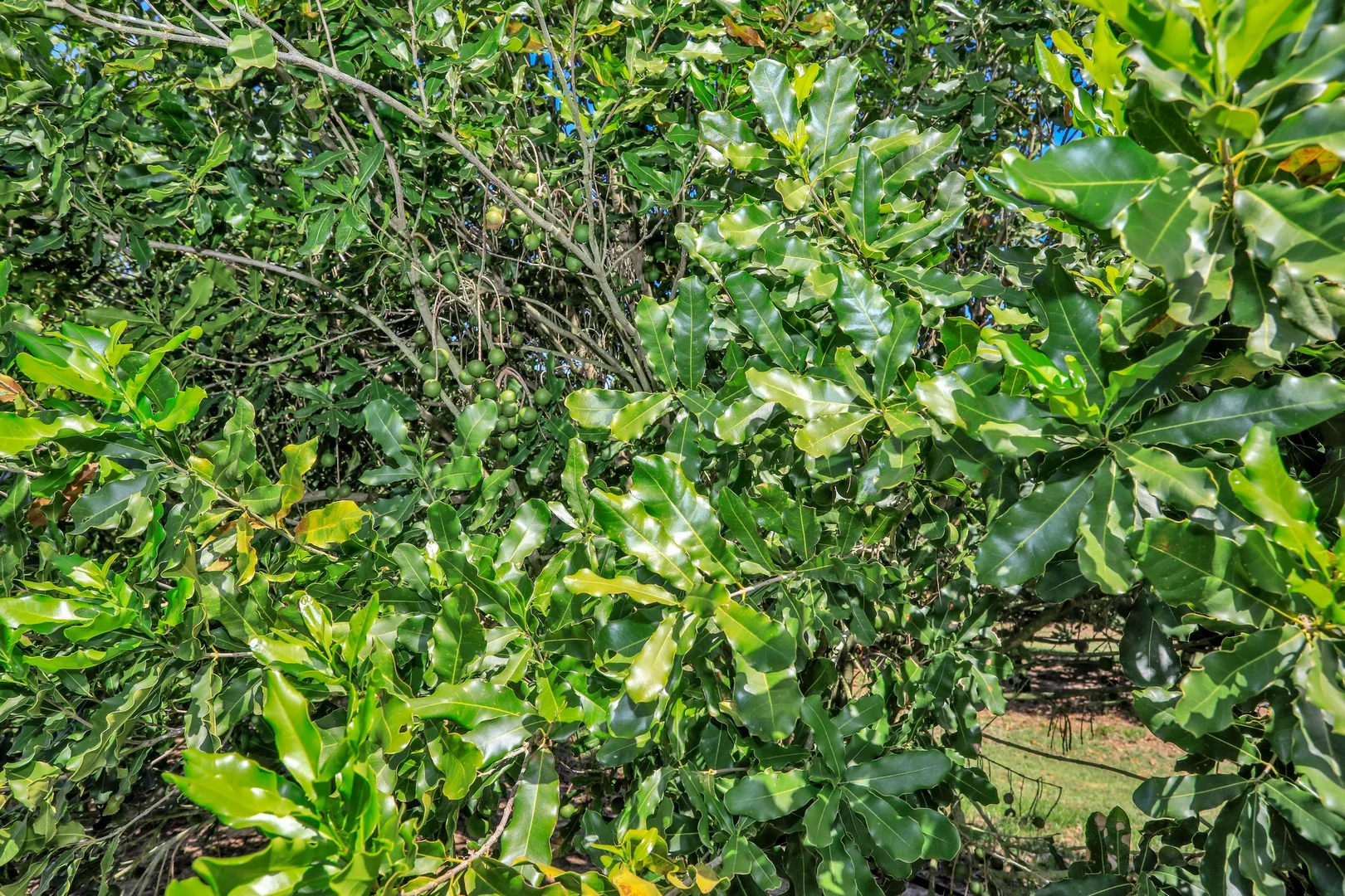 Additional image 3 of 195 Pashleys Road, Welcome Creek QLD 4670